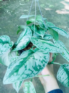 TRẦU BÀ PHÁP CHẬU GÁO DỪA