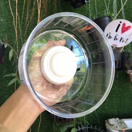 Wheel hamster trong suốt DAISY siêu êm