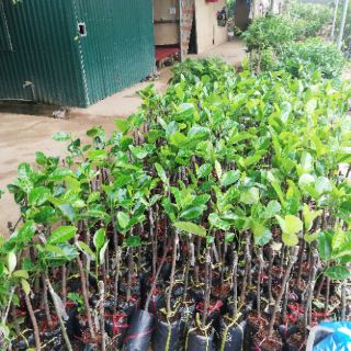 Cây giống mít tố nữ