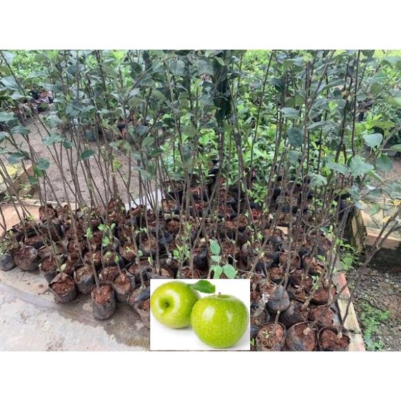 Cây táo nhập khẩu,⚡freeship⚡ Cây Táo xanh mỹ, giống táo quả ngon ngọt, siêu sai quả