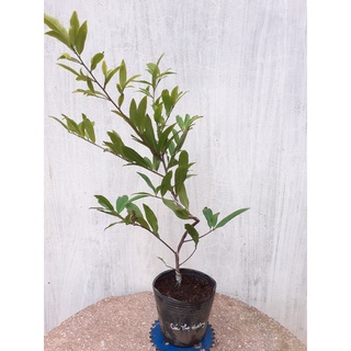 Mai Cúc Thọ Hương Mini