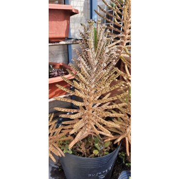 Kalanchoe thằn lằn