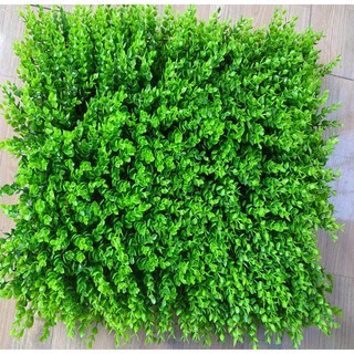 Cỏ Treo Tường Tai Chuột