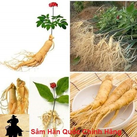 Nhân Sâm Tươi Tây tạng | BigBuy360 - bigbuy360.vn