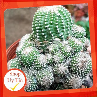 Xương rồng mami trắng mới bụi🍏 |FREESHIP| 🔥 XỨ NÓNG, ĐÃ THUẦN KHÍ HẬU, KHOẺ ĐẸP 🍏 LỖI 1 ĐỔI 1