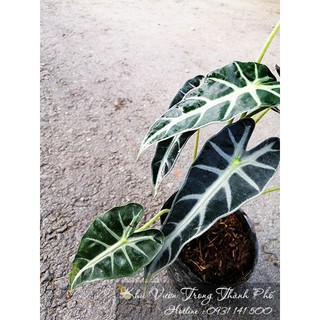 Cây môn quan âm chậu 1 nhánh ( có hỏa tốc)