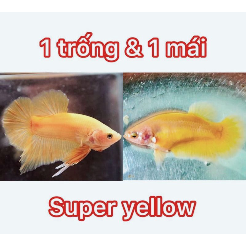 1 Cặp YELLOW lai trốngg máii tặng thức ăn