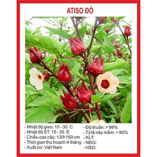 hạt giống atisô đỏ gói 20 hạt