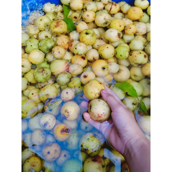 Táo mèo tươi Yên Bái ngâm rượu túi 1kg