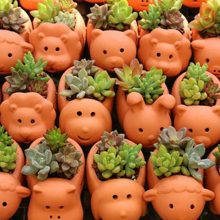 CHẬU ĐẤT NUNG HÌNH CON THÚ chậu trồng tiểu cảnh sen đá, xương rồng, cây phong thuỷ văn phòng