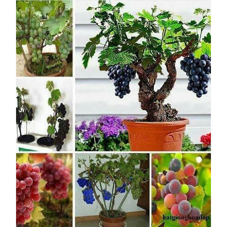 Hạt giống nho lùn pháp ( nho bonsai ) 10 hạt/gói (kèm 3 viên nén kích ươm hạt )