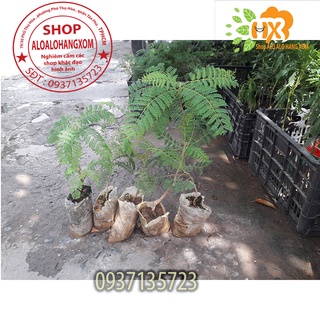 combo 5 cây phượng tím cây giống