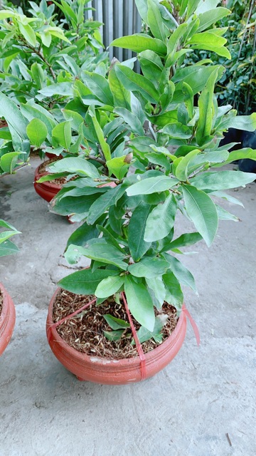 Chậu Mai Vàng