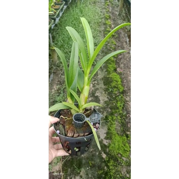 Lan denro nắng thơm Pensoda cây tơ