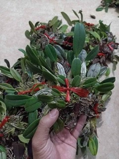 Lan vẩy rồng