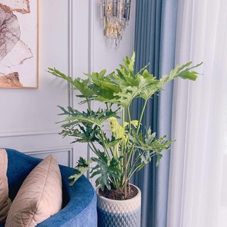 Trầu bà thanh Xuân