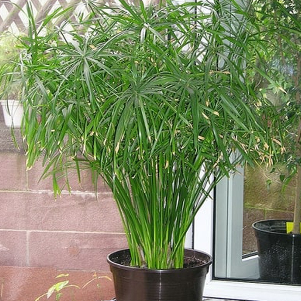 5kg Bùn Đất dùng để trồng Sen, Ấu Thái, các loại cây Thủy Sinh