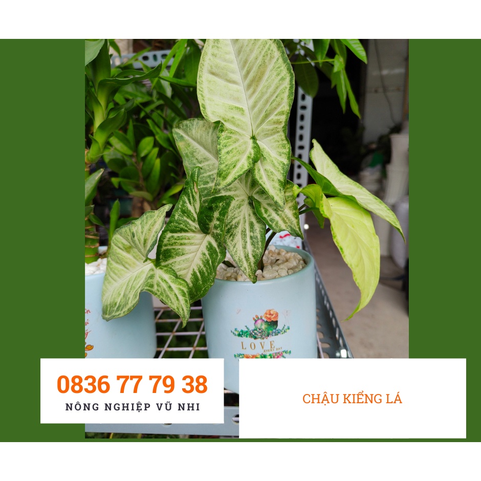Chậu cây cảnh mix sẵn để bàn : chậu kiểng lá, chậu Trúc Phát Tài, Kim ngân, Cây Ngũ Gia Bì - hatgiong24h