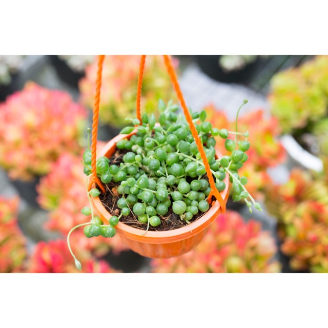 Giọt nước chậu treo nhỏ 9-11cm