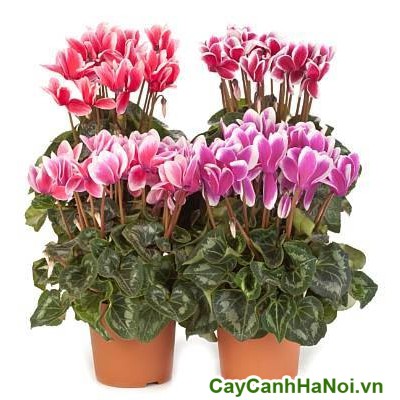 Hạt giống hoa Anh Thảo Hồng Phớt viền