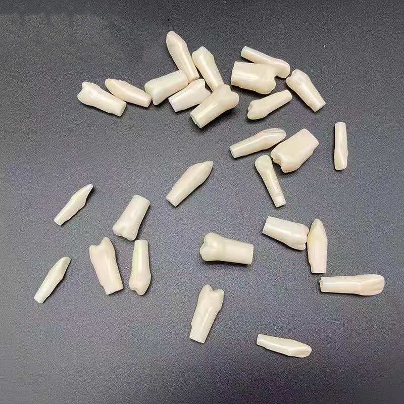 Bộ 28 Mô Hình Răng NISSIN 500 Thay Thế Hỗ Trợ Dạy Học