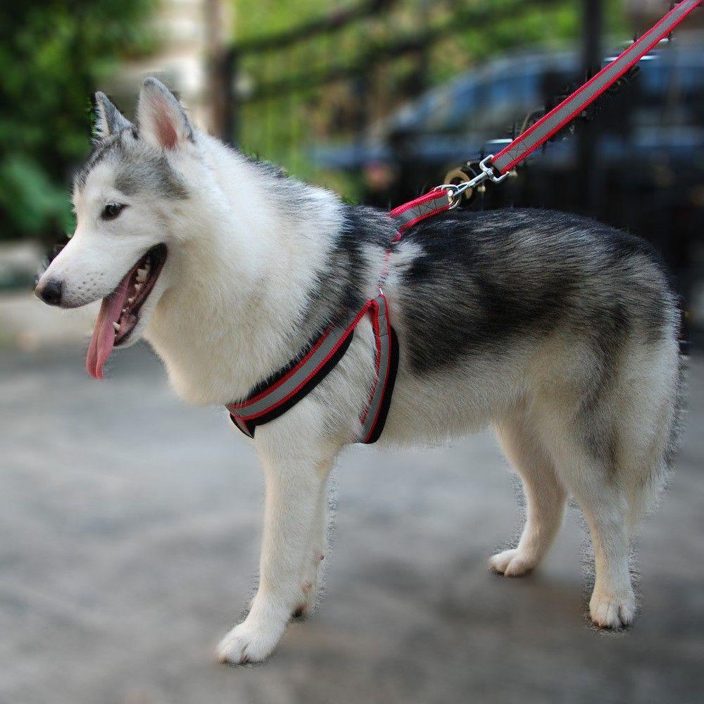 Đai Dắt Thú Cưng Phản Quang Tiện Dụng