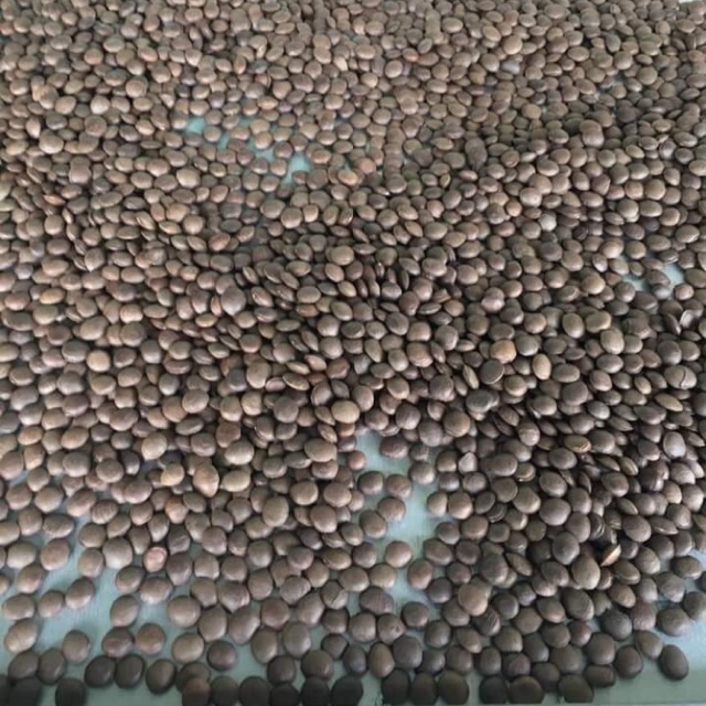 Hạt Rang xấy Sacha Inchi hộp 250g.