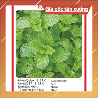 Hạt Giống Húng Bạc Hà Hạt giống