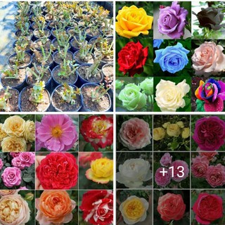 GỐC HOA HỒNG TO ĐẸP MIX MÀU