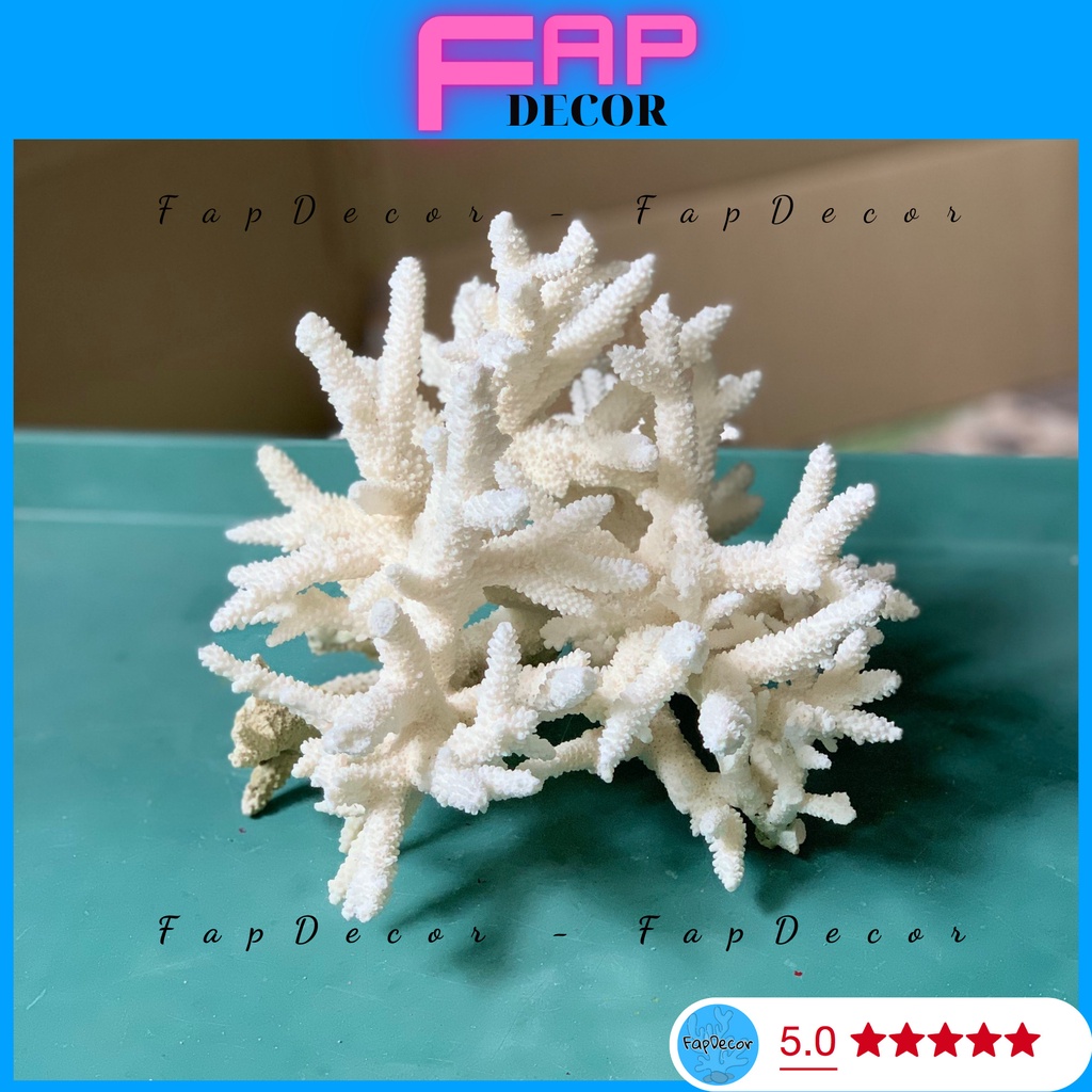 SAN HÔ BÔNG RẠN ĐŨA DẠNG CÂY CAO CẤP ĐẸP TRANG TRÍ THỦY SINH DECOR NHÀ CỬA