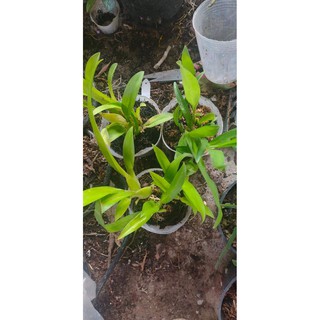 vũ nữ 5 loại khác nhau
