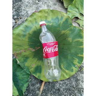 3kg sen trắng khô cho khách
