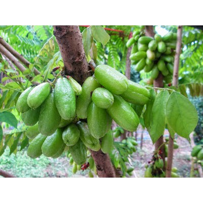 Cây Khế Tàu