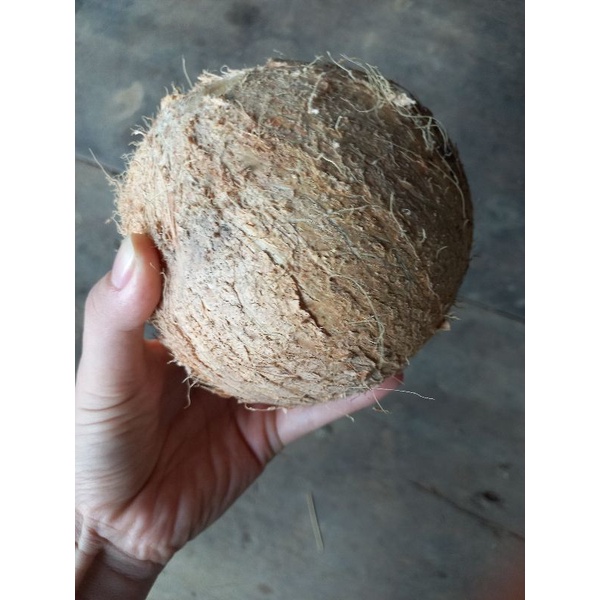 SỈ 30 TRÁI DỪA KHÔ BẾN TRE LOẠI TO