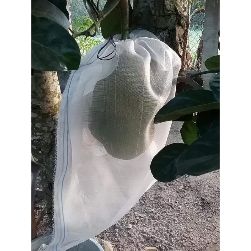 Túi bao mít cước thái  50 túi