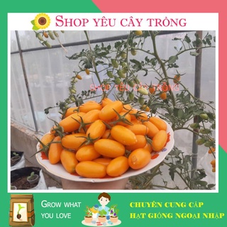 Hạt giống Cà Chua cherry trái cây Nova Mỹ 10 hạt sai quả, chịu nhiệt tốt
