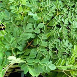 Hạt Giống Chùm Ngây 2gr