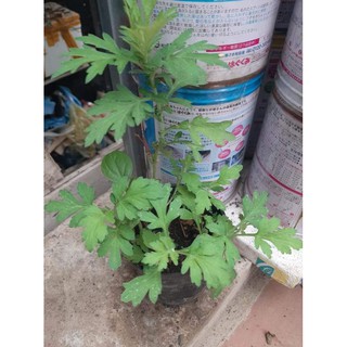 Bầu cây giống ngải cứu