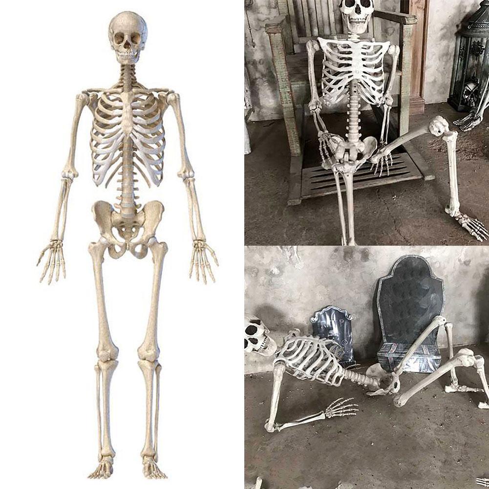 Mô Hình Bộ Xương Người 70CM A7Z0 Q8U7 S6W6 W7Z0 Mới