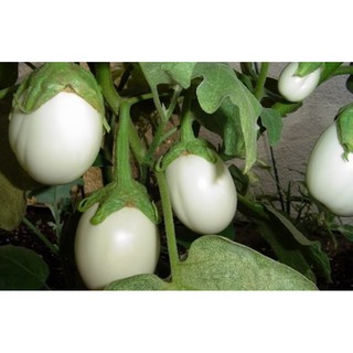Hạt giống Cà pháo trứng trắng