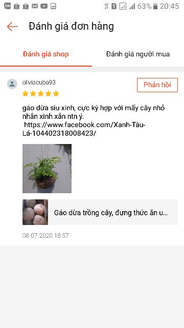 Gáo dừa trồng cây gáo dừa thô nhỏ được làm sạch xơ