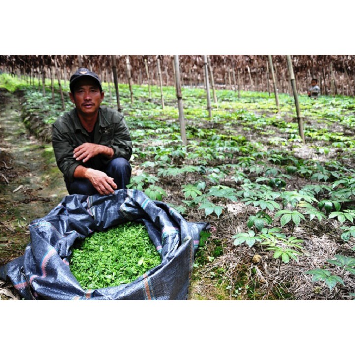 Nụ hoa tam thất 500g dạng tấm