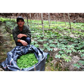 Nụ hoa tam thất 500g dạng tấm