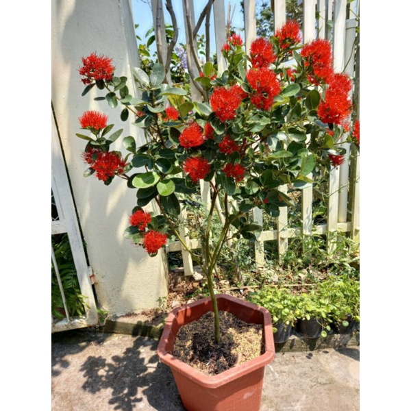Mai Thái đỏ huyết