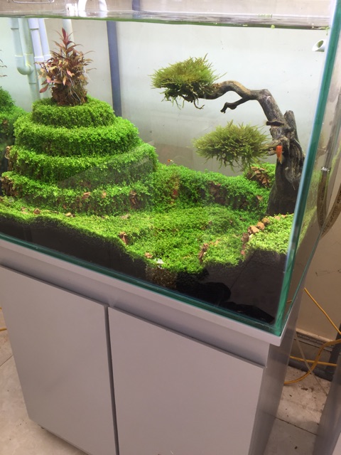 Bể cá thủy sinh