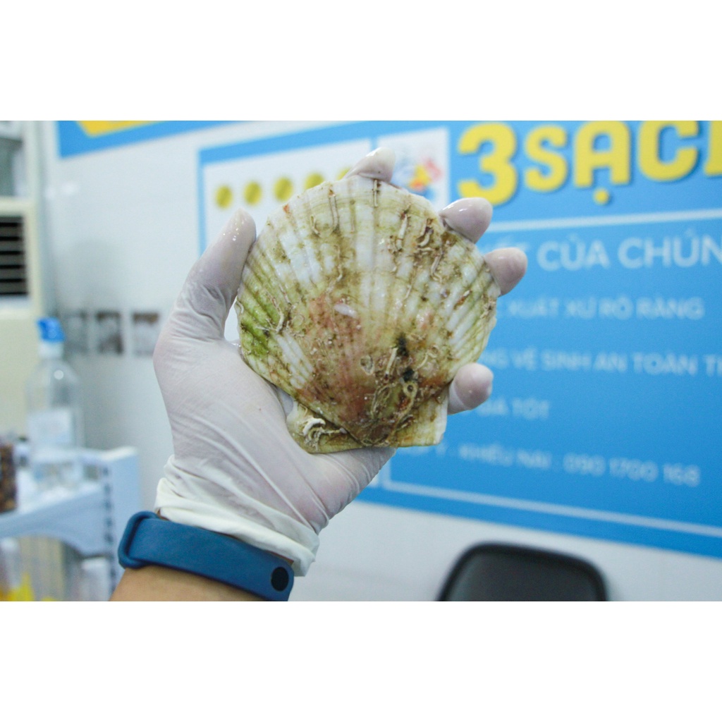 1KG Sò Điệp Nhật Loại To  Thực Phẩm 3 Sạch