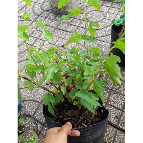 Chậu dâu tằm, dâu ta siêu trái như hình, giao hỏa tốc tại tp HCM