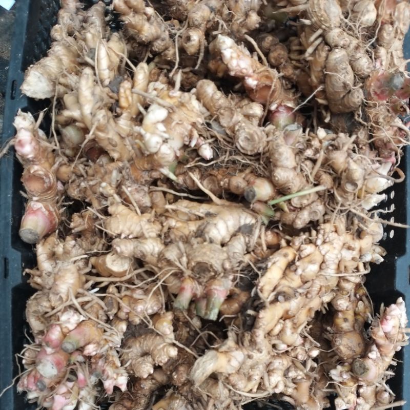 Củ gừng gió tươi