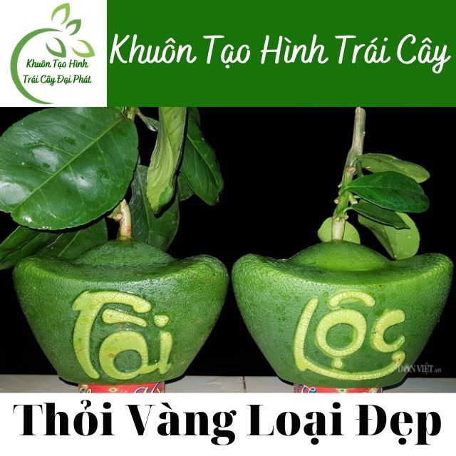 Top Khuôn Bưởi, Quất Tốt Nhất: Khuôn tạo Thỏi Vàng, Giọt Nước, Hồ Lô, Tiểu Đồng