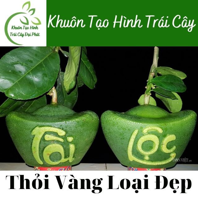 (Hàng loại Dày dặn, Bền, Đẹp nhất) Top Khuôn Bưởi, Quất Tốt Nhất: Khuôn tạo Thỏi Vàng, Giọt Nước, Hồ Lô, Tiểu Đồng